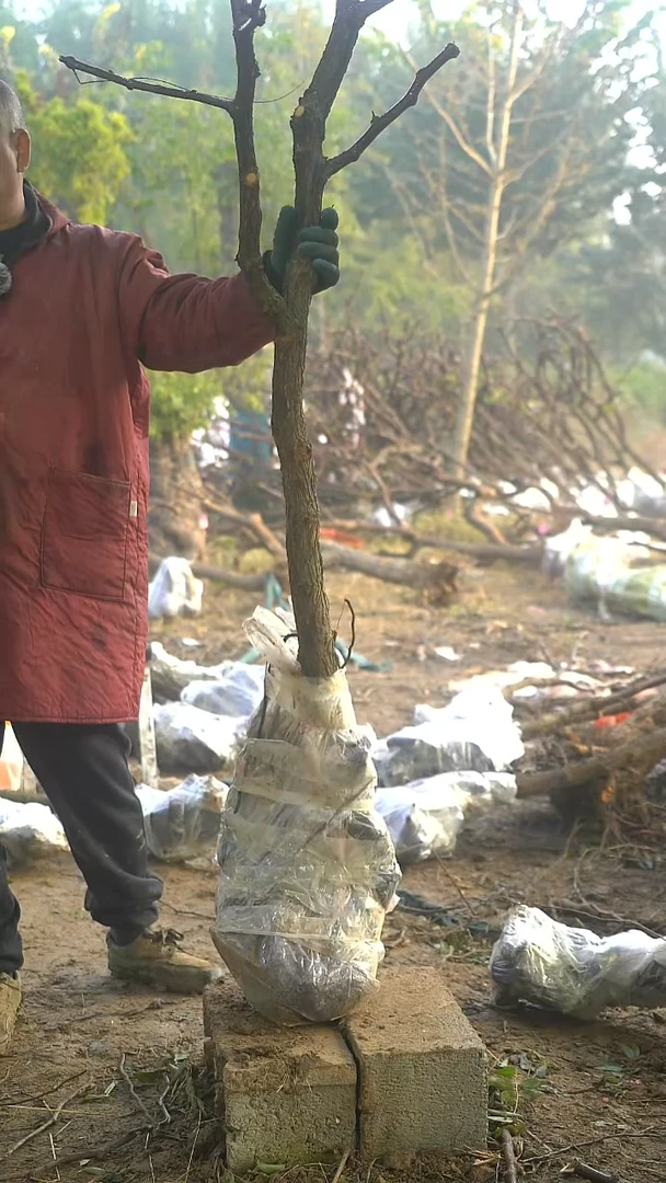 完全开放蟠枣315