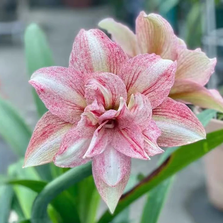 【梦幻萝莉塔】包邮 二胖花园 朱顶红种球 自然球