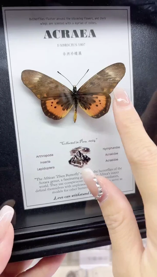 人造板竖款非洲珍蝶属相框标本