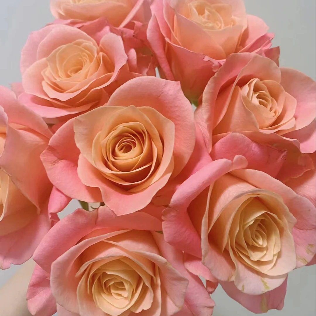 【朱小姐中苗】四季灌木