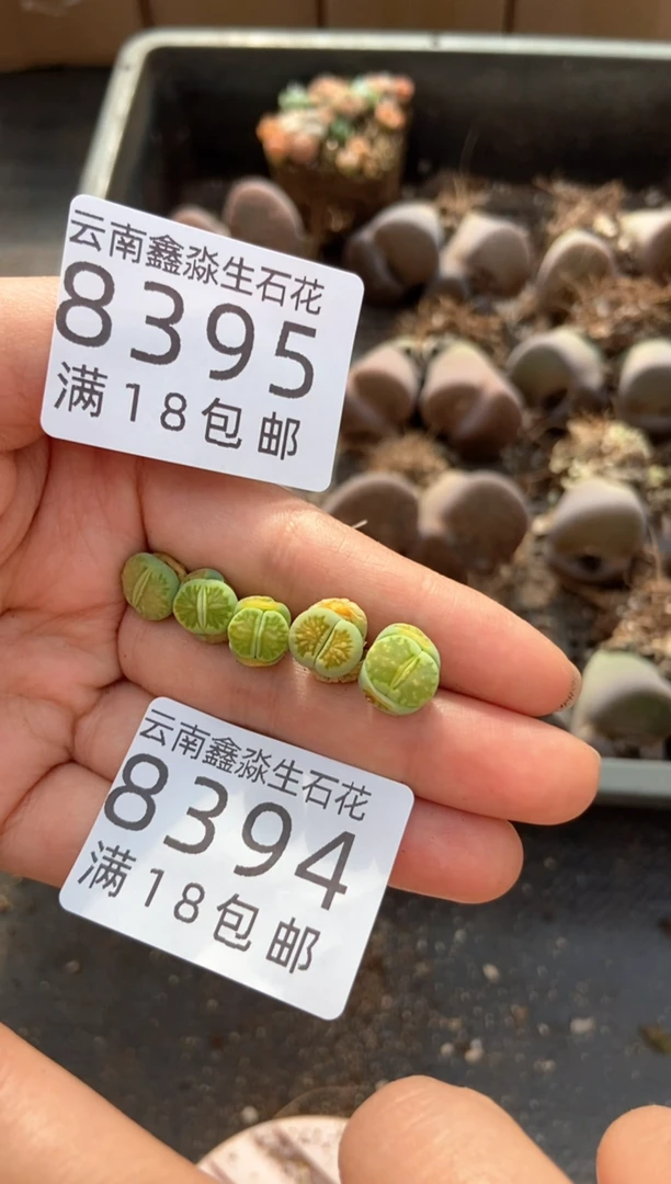 【闪购商品】8395特价绿菊有瑕疵发货5颗量拍