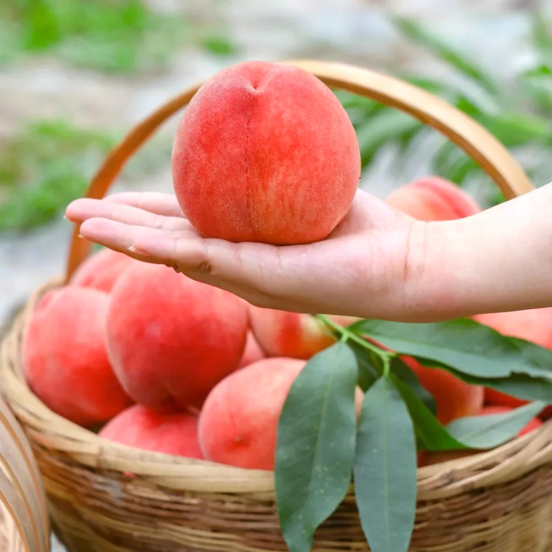 泰山肥城水蜜桃新鲜现摘脆甜多汁当季应季水果【顺丰包邮】