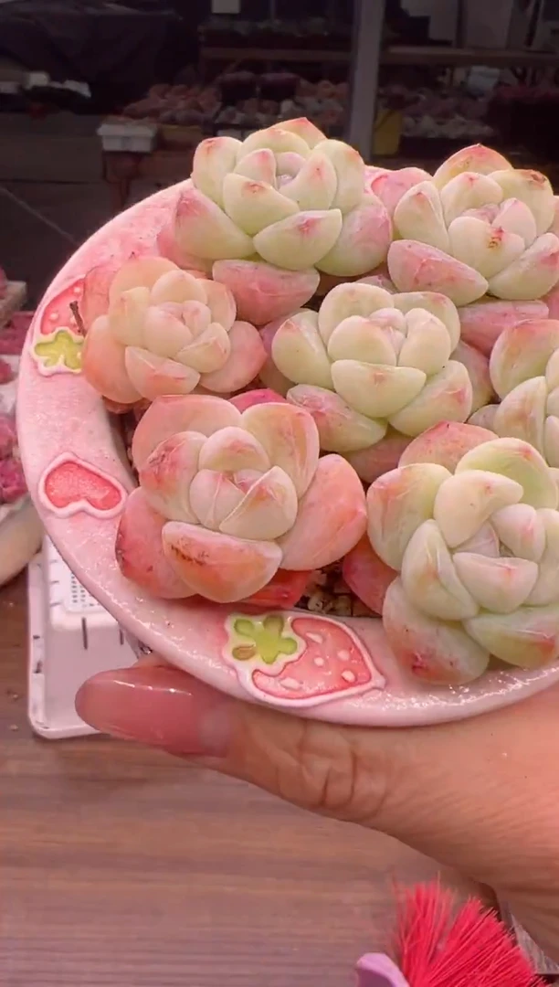 单头琥珀小冰玉七颗一组