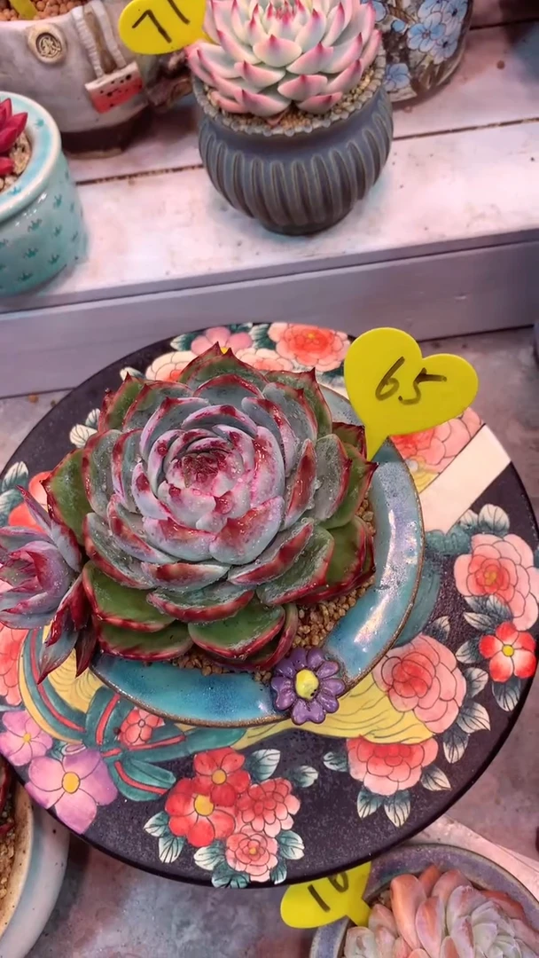 妙*65号 模特区 惊鸿