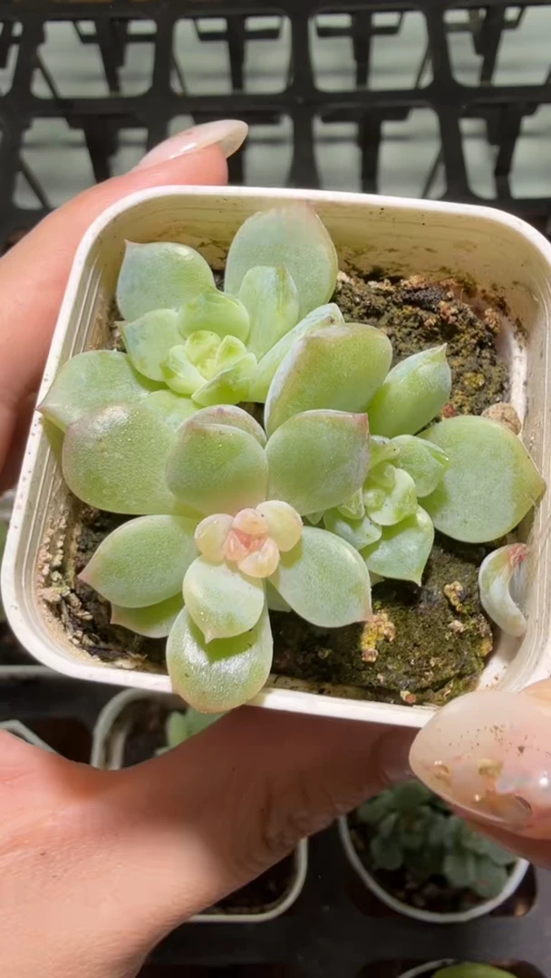 663  云岚多肉植物