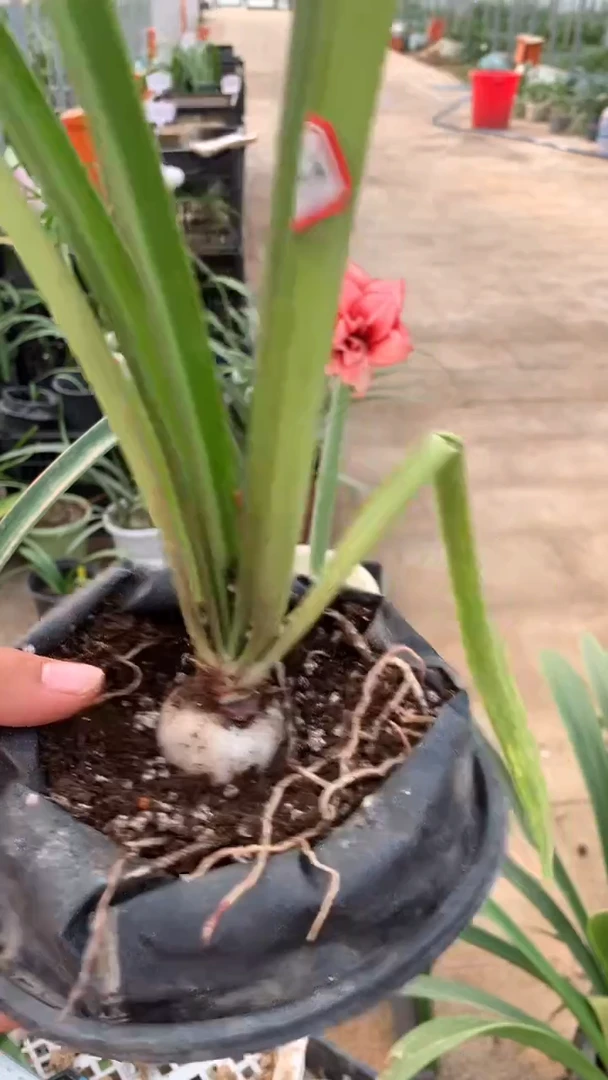 当前无花栽培后可以开花凌波仙子3cm+原土原盆