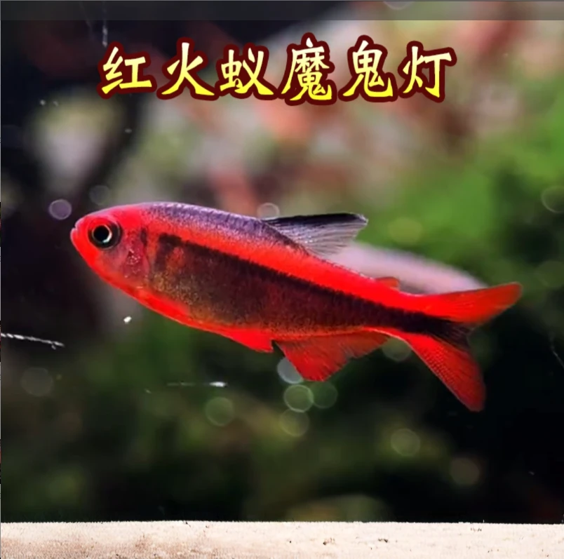 【老吴精选好物】红火蚁灯