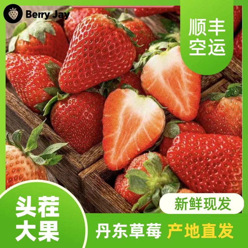 【牛奶草莓】正宗丹东九九草莓核心产区现摘现发