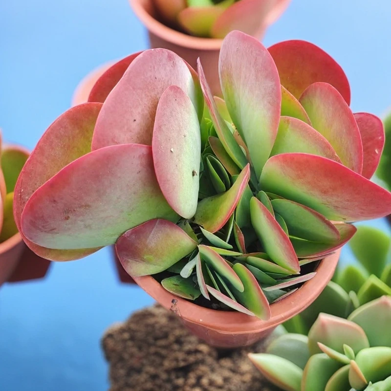 唐印（满9.99包邮）吹吹多肉空气上盆发货开花种植