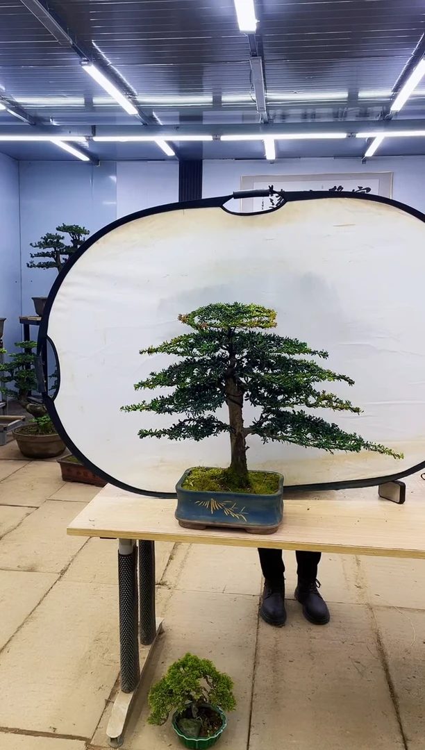 无花朵麦*000000000000000000