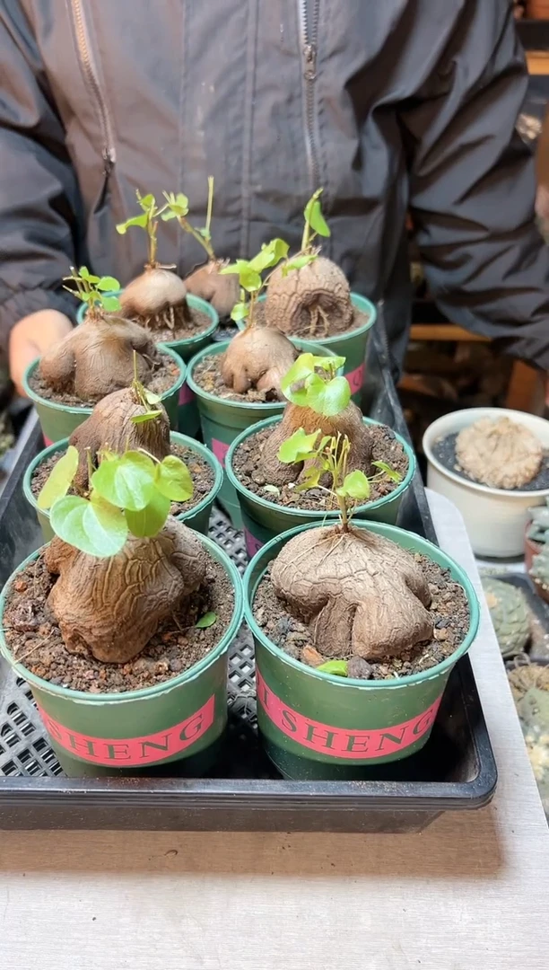 【闪购商品】象足龟甲龙6.5公分