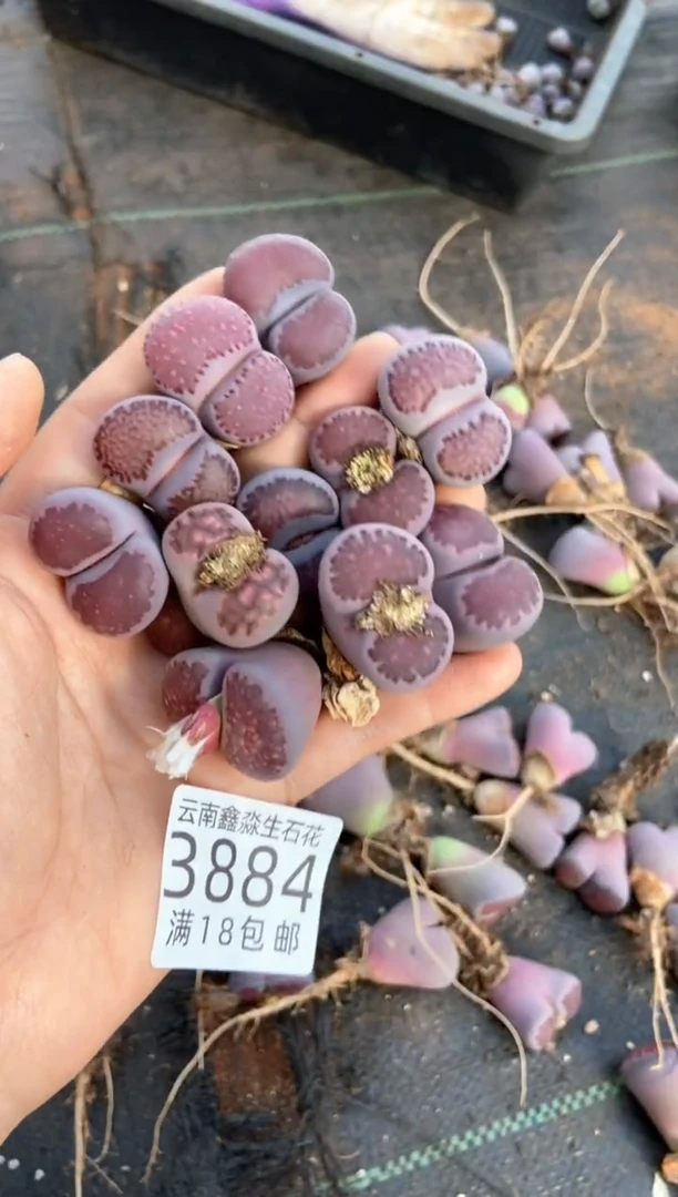 3884特价紫色混合有疤瑕疵发货1颗量拍