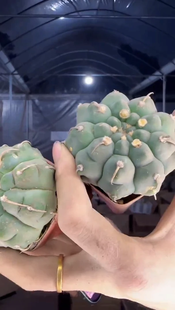 2颗 实生根 裸鄂属