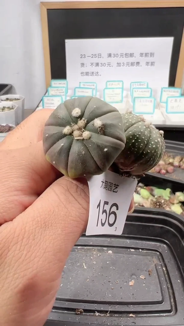 【闪购商品】++++156