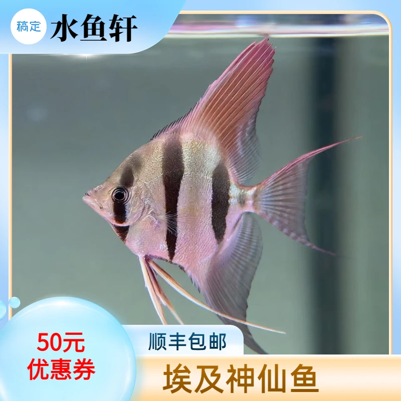 埃及神仙鱼 大号神仙鱼 活体中型热带观赏鱼可混养淡水鱼 观赏鱼
