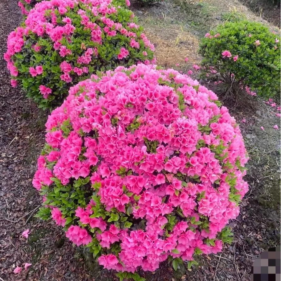 精品杜鹃花春鹃室内室外栽种大棵土球发货