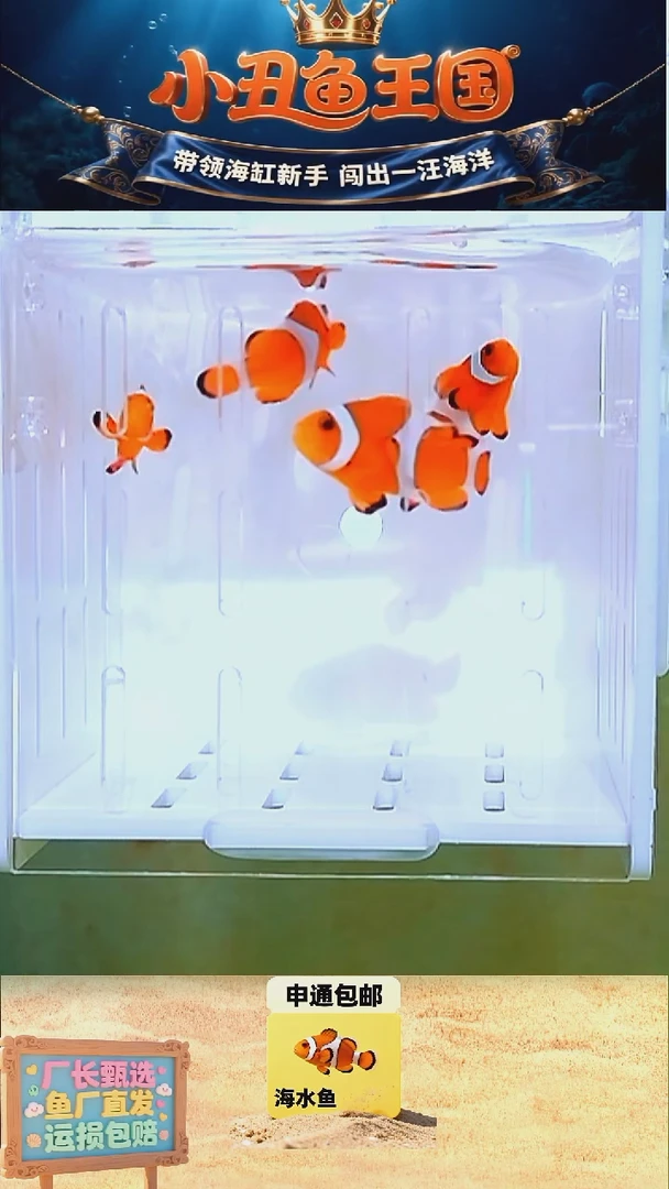 海水鱼一对全品公子3.5-4