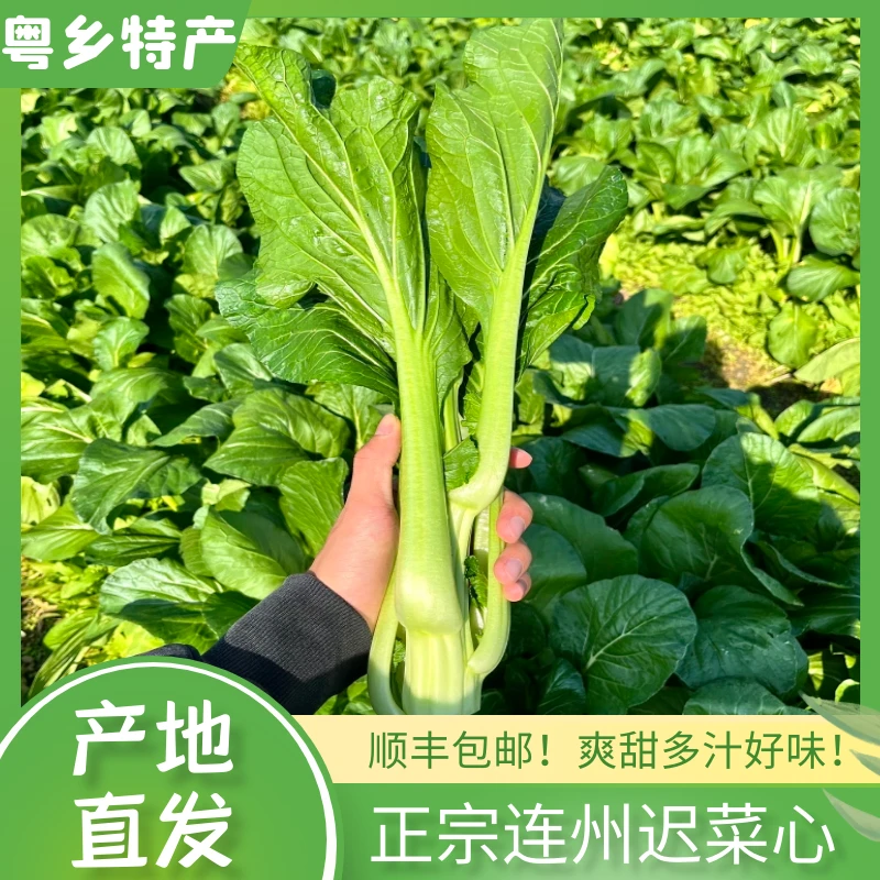 广东省连州农家自种连州迟菜心