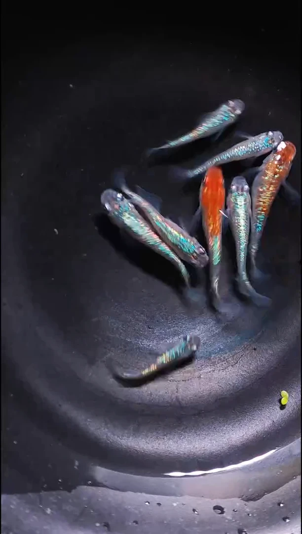 青鳉鱼观背青鳉004