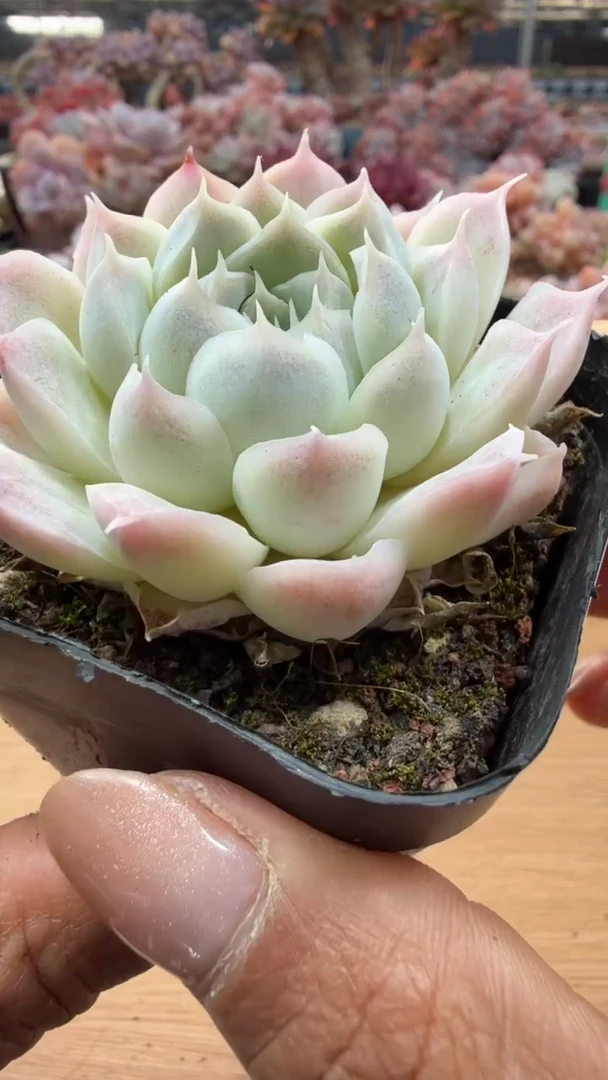 东云多肉园二店-27