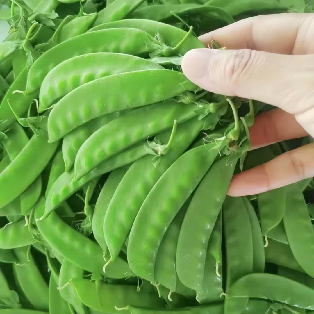 云南新鲜甜脆荷兰豆现摘现发农家自种新鲜蔬菜豌豆夹青豆角2-5斤