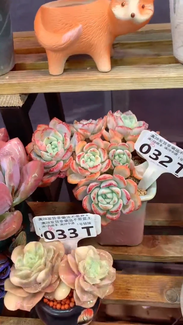 032T（一物一拍，精品多肉，w所见即所得 ）