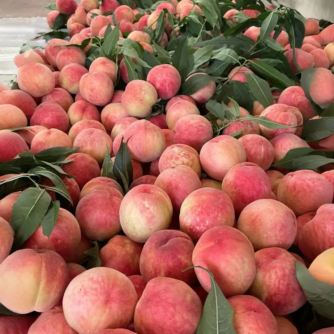 【微瑕】运城本地毛桃 3斤左右山西省