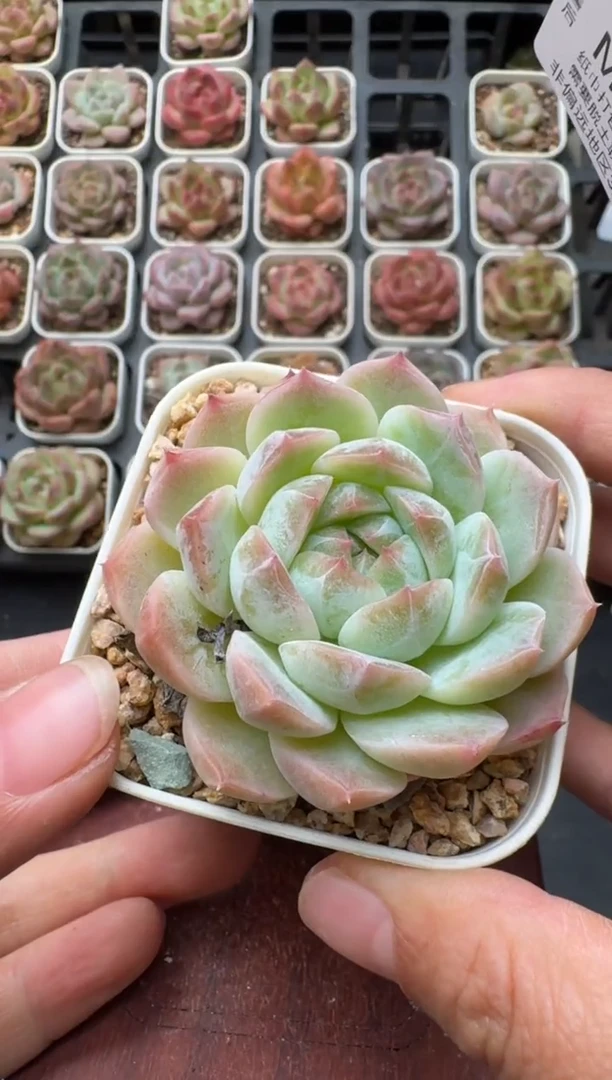 402M带盆土发 当场拍3颗以上包柚 多肉植物 一物一拍