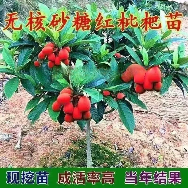 新品种嫁接无核砂糖红枇杷果树苗耐寒南方北方种植当年结果包成活