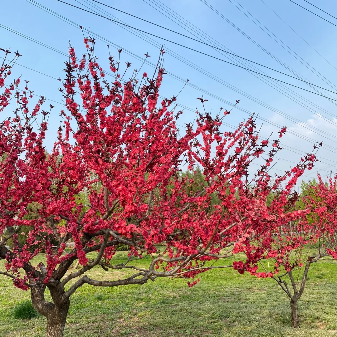 【一物一拍】红梅 苗木基地批发园艺树苗