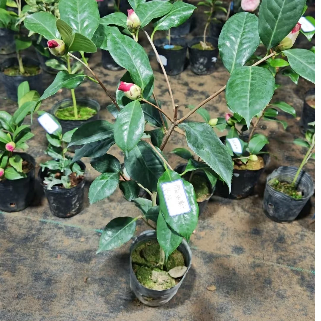 帕克斯先生茶花一物一拍