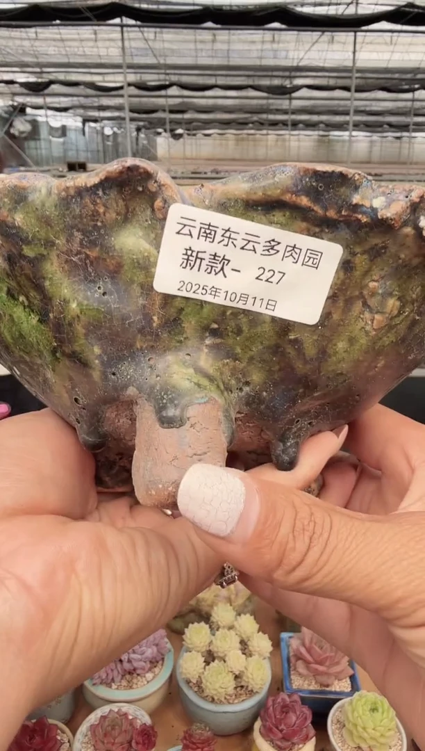 东云多肉园新款-227
