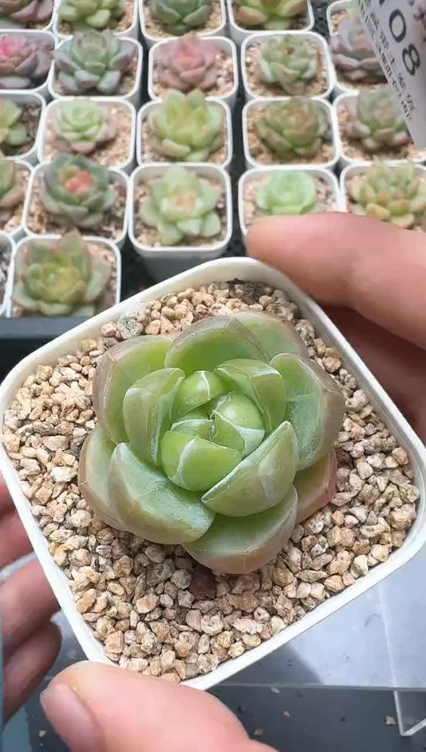 108D云禹多肉植物 带盆土纸巾打包 3颗包邮