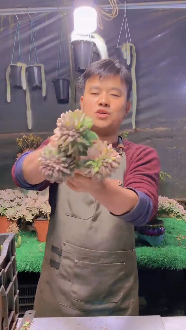 302雪缀化一物一拍