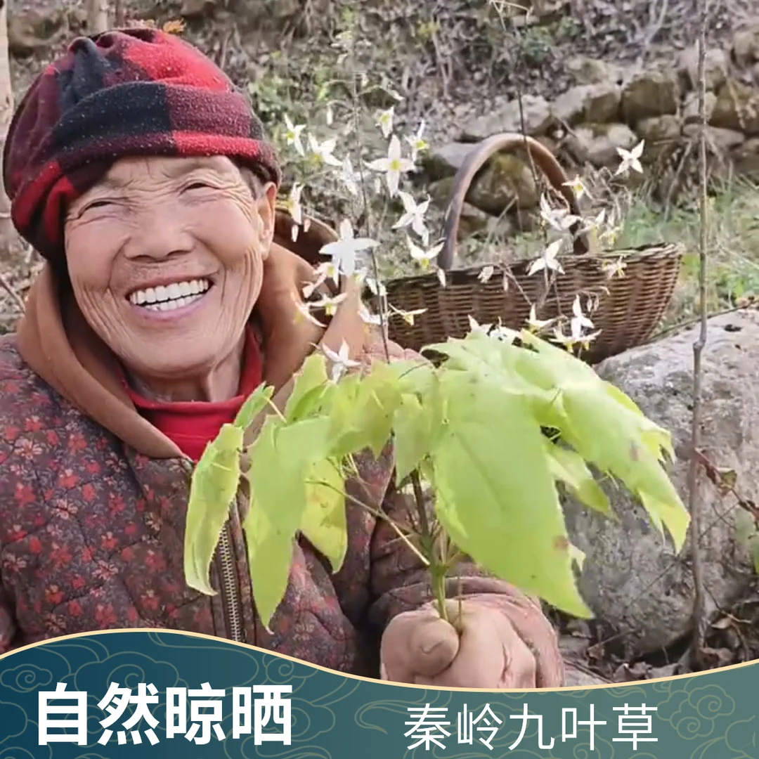 陕西秦岭小圆叶三只九叶草（淫羊藿）野外自然生长自然晾晒产地直发