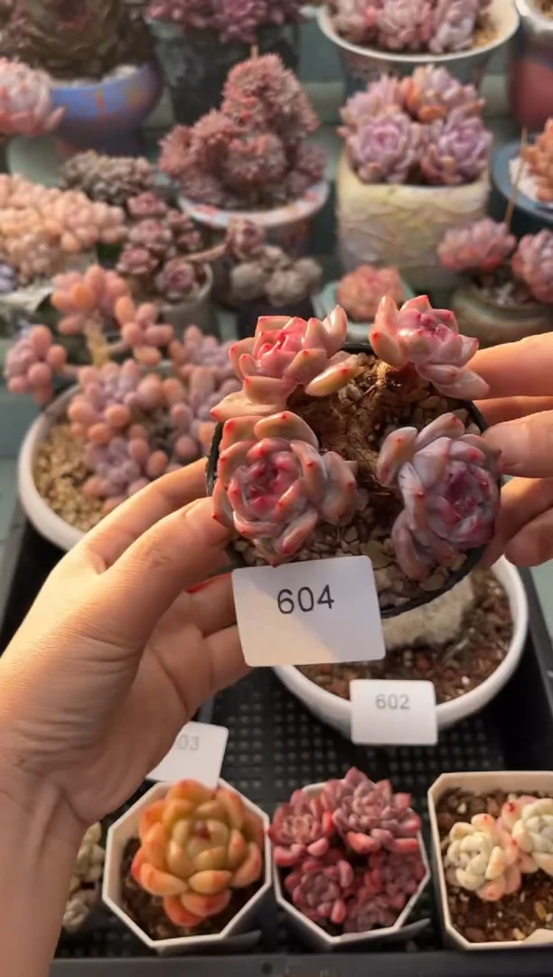 604群生星影多肉