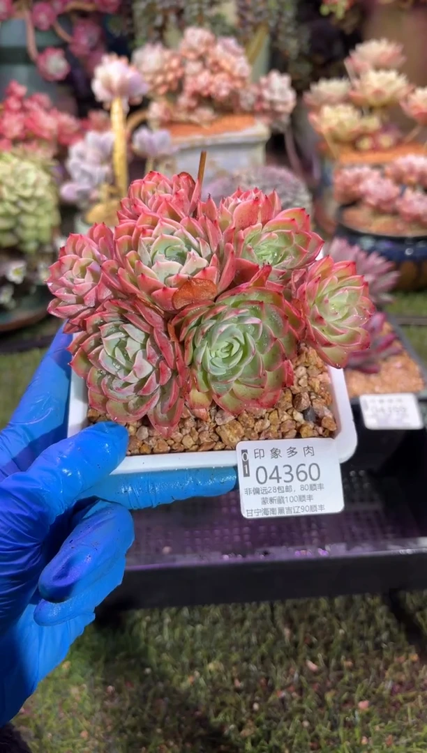 【闪购商品】04360