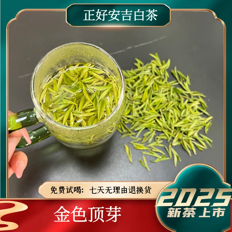 【金色顶芽】2025年溪龙正好安吉白茶春茶明前特级兰花香白