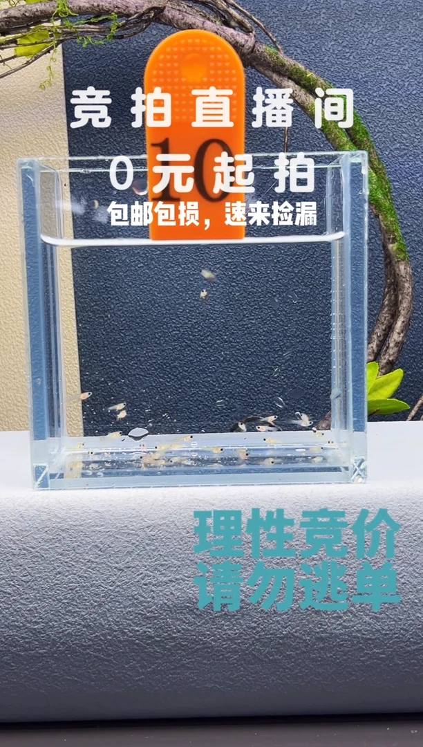 孔雀鱼玻璃猫苗子一缸编号10