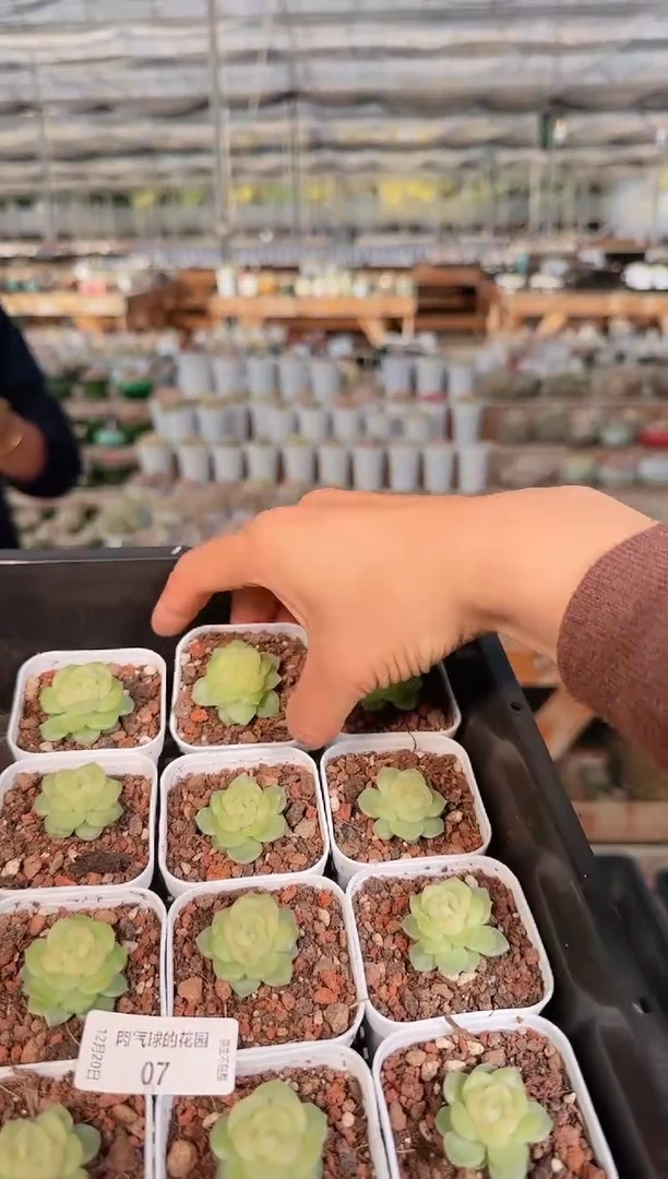 1220-07碧琉璃多肉量拍任意发一颗群生不包整