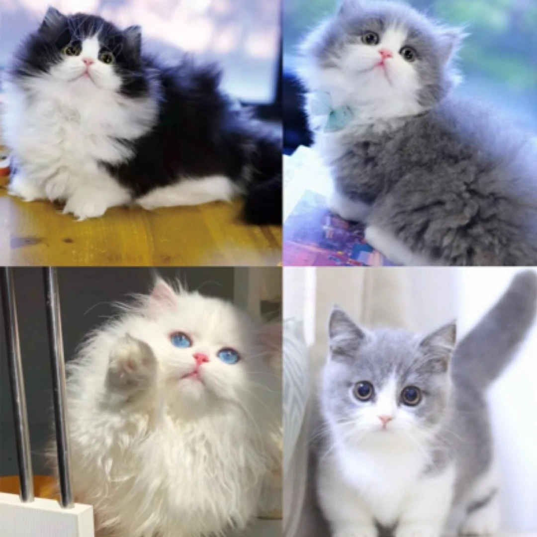 萌新猫舍活体专属链接