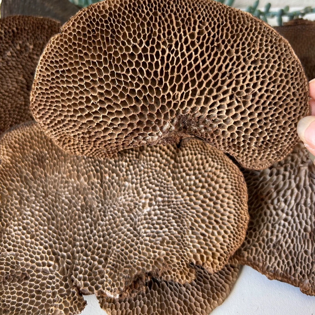 小曹家的【蜂窝灵芝】