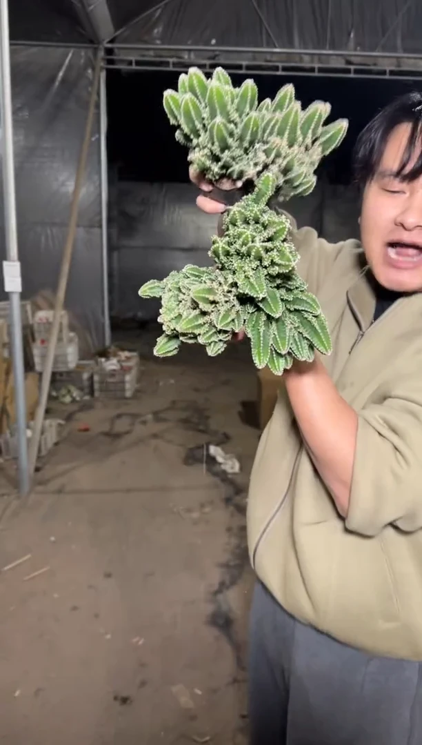 5颗 万重山 群生【带根】