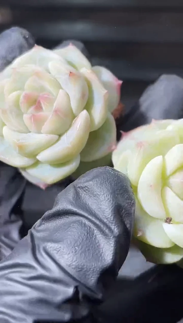 26-81 雪之羽2-3厘米量拍发一颗