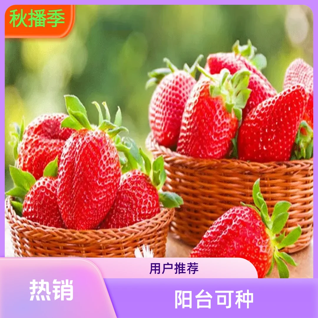 【满5包包邮】草莓种子四季播种白草莓种籽阳台盆栽蔬菜水果种子