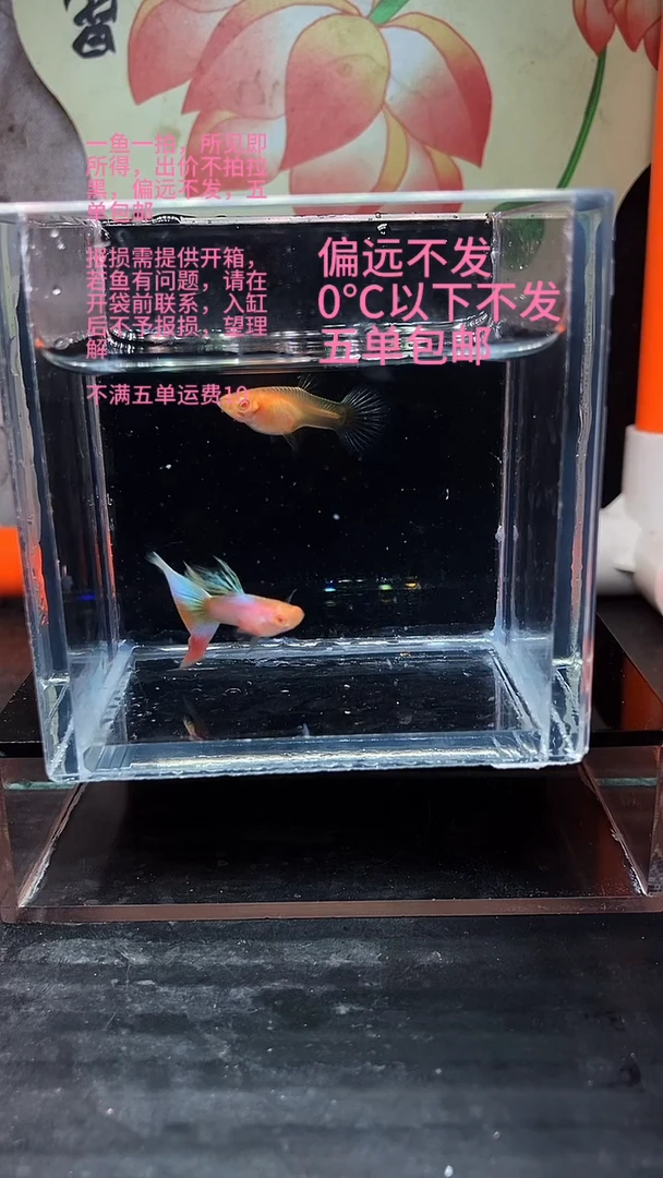 孔雀鱼孔雀鱼 14