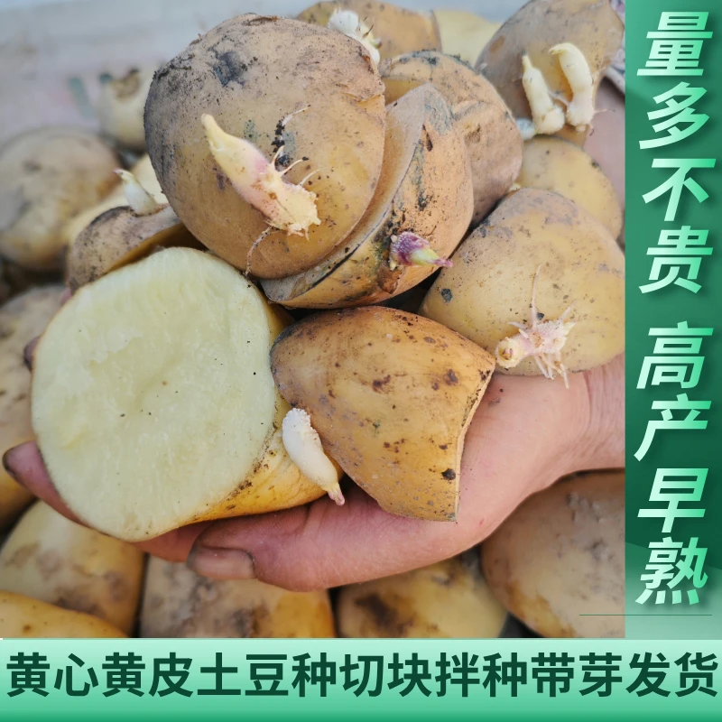 甘肃定西土豆自家种植马铃薯