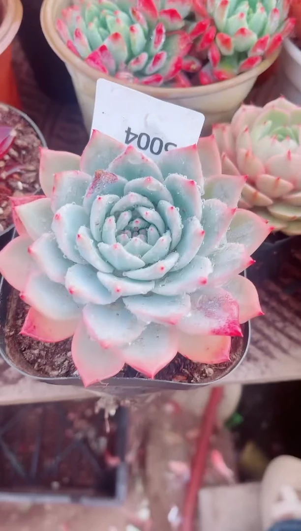 珩*儿跃跃精品多肉05004