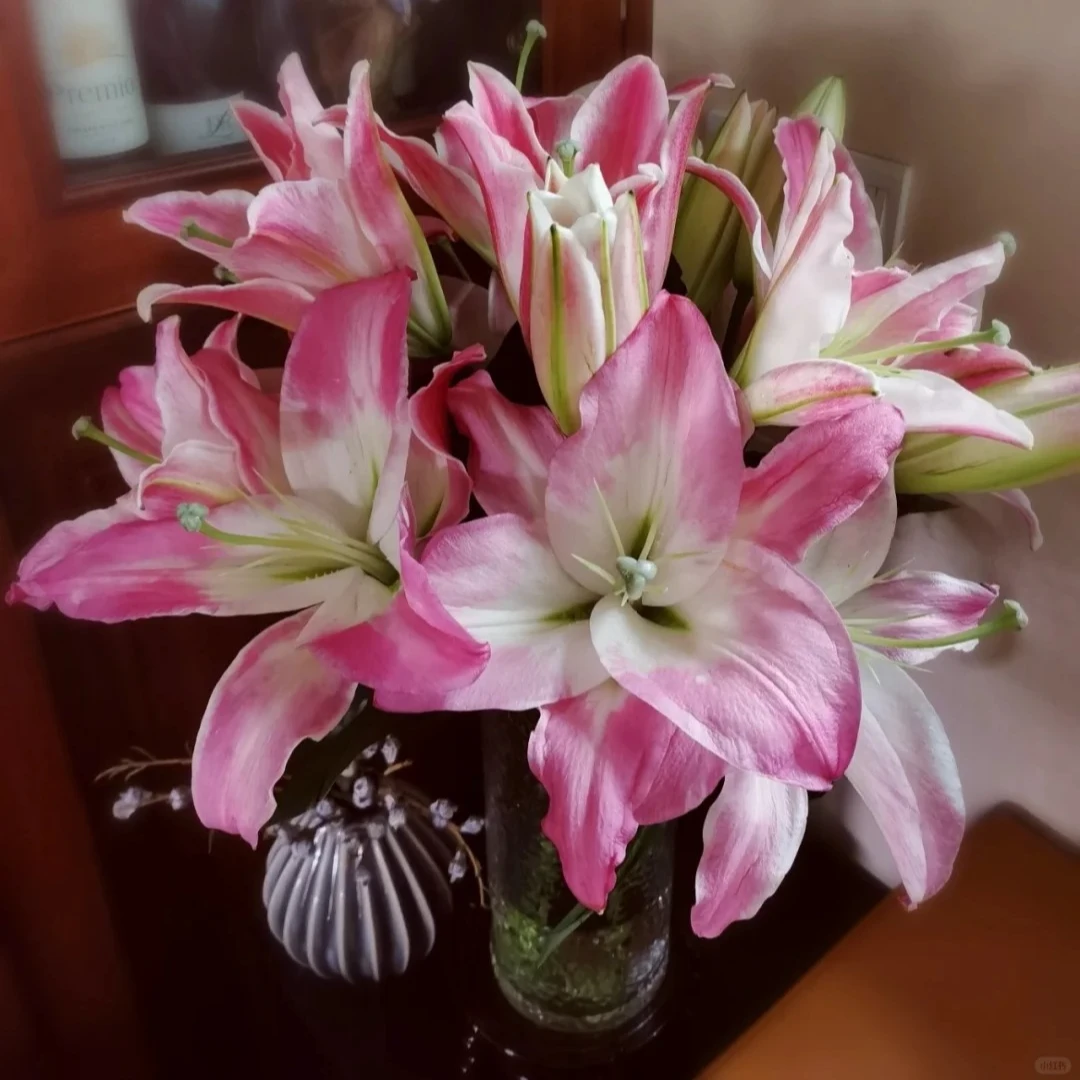 【粉珀百合】香水百合云南鲜花一单包邮 发货后不支持退款