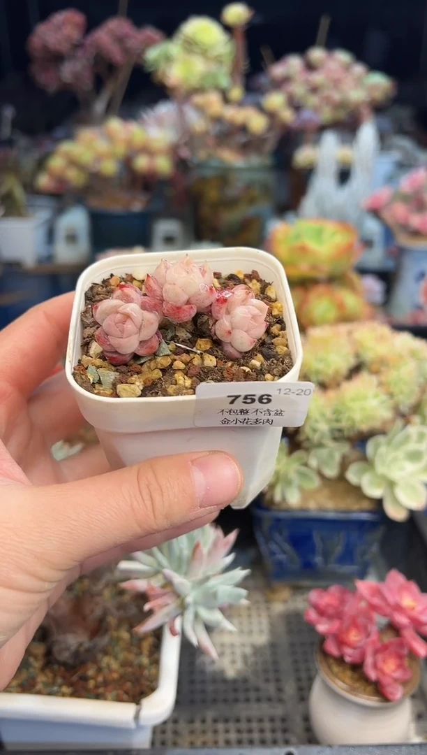 【闪购商品】756不带盆